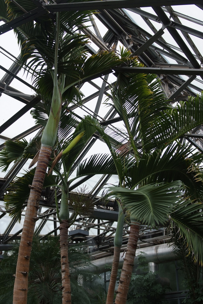 주병야자 - Bottle Palm, Hyophorbe lagenicaulis