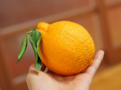 한라봉 사진 - Citrus reticulata cv. Shiranui Photos