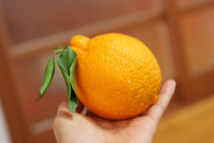 한라봉 - Dekopon, Citrus reticulata cv. Shiranui