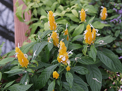 노란새우꽃 사진 - Pachystachys lutea Nees Photos