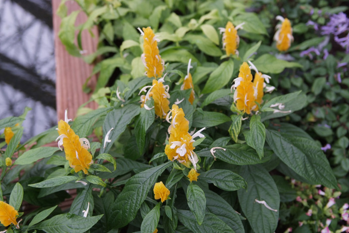 노란새우꽃 - Yellow shirmp plant, Pachystachys lutea Nees