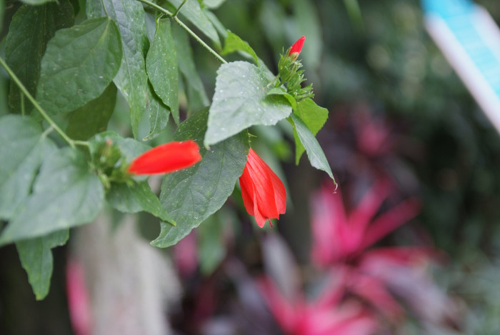 말바비스커스 - Malvaviscus, Malvaviscus arboreus Cav.