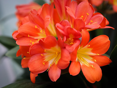 군자란 사진 - Clivia miniata Regel Photos