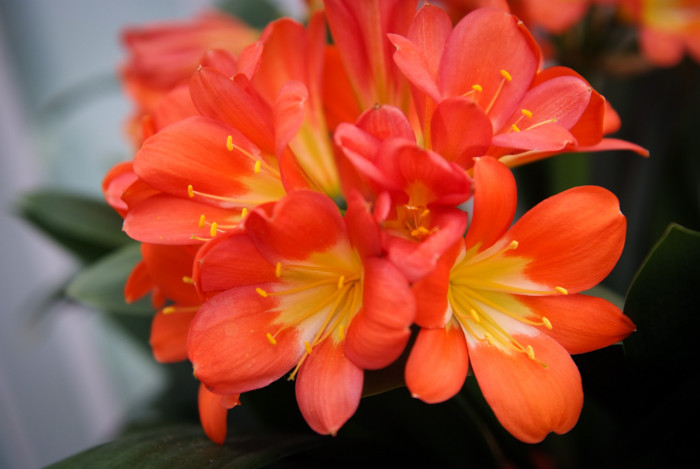 군자란 - Clivia miniata Regel
