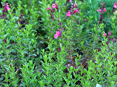 나바조세이지 사진 - Salvia greggii Photos