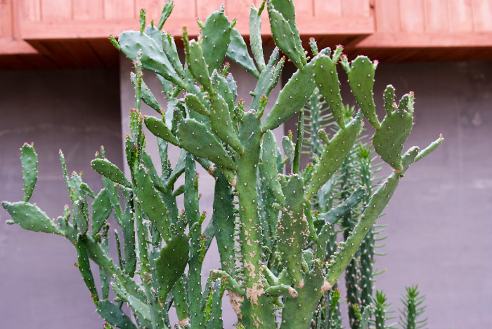초일출 - Opuntia monacantha