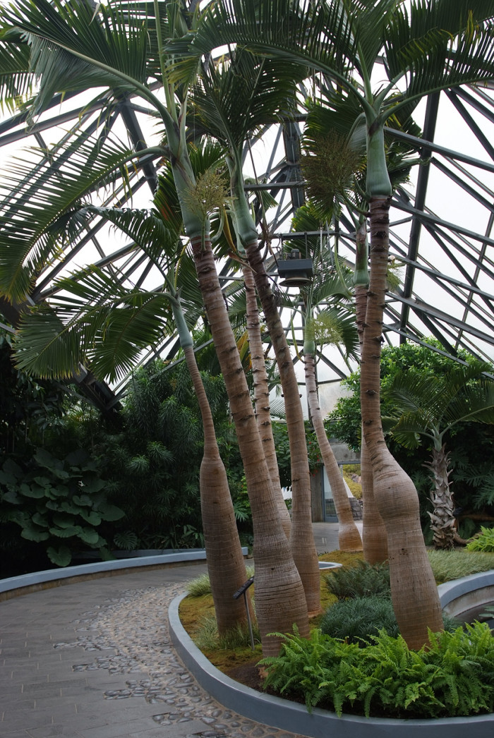 주병야자 - Bottle Palm, Hyophorbe lagenicaulis