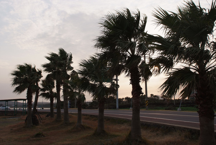 워싱턴야자 - Washington palm, California Fan Palm, Washingtonia filifera