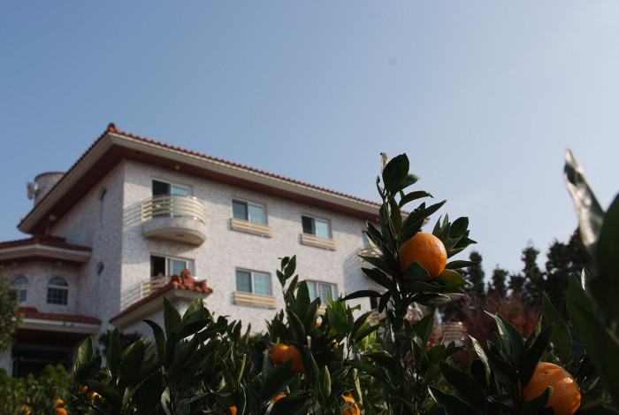 귤나무 -  , Citrus unshiu S.Marcov.