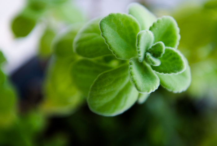 장미허브 - Vicks plant, Plectranthus tomentosa