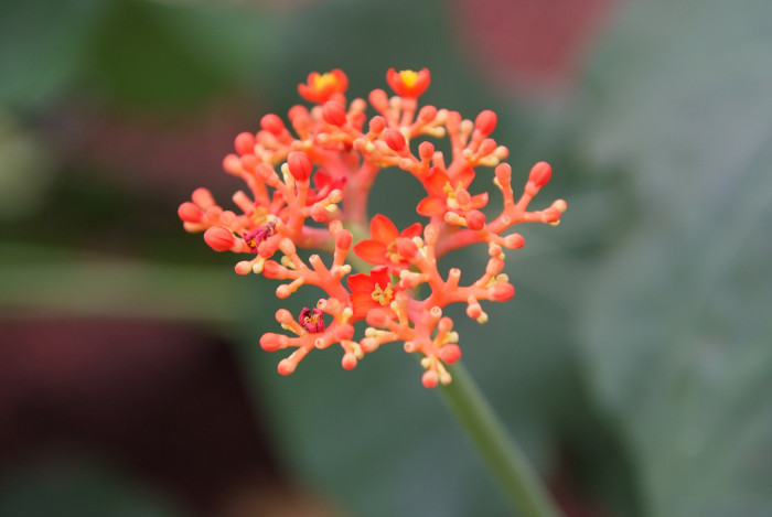 산호유동 - Jatropha podagrica Hook