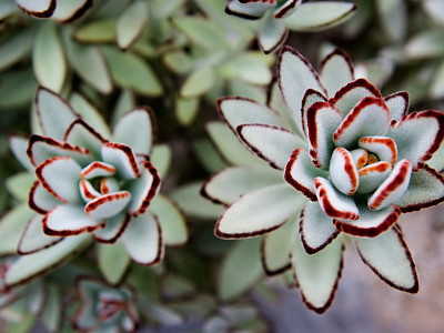 월토이 사진 - Kalanchoe \