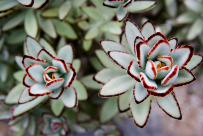 월토이 - panda plant, pussy ears, Kalanchoe &#034; tomentosa&#034;