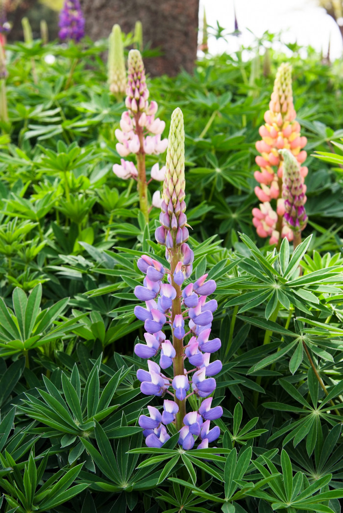루피너스 - lupine, Lupinus spp