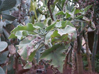 선녀무 사진 - Kalanchoe beharensis Photos