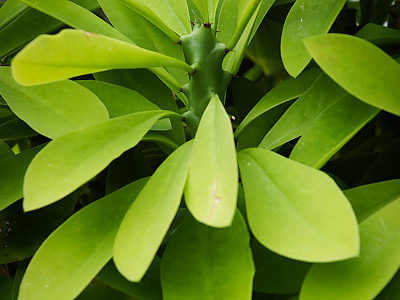 석화기린 사진 - Euphorbia Neriifolia Photos