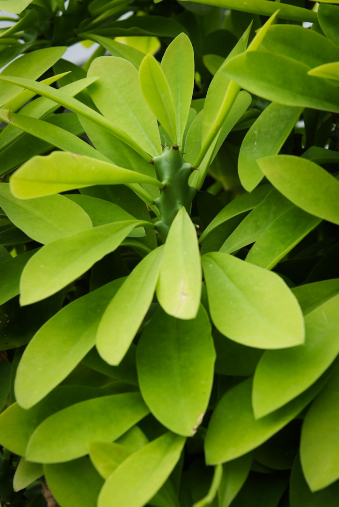 석화기린 - Euphorbia Neriifolia