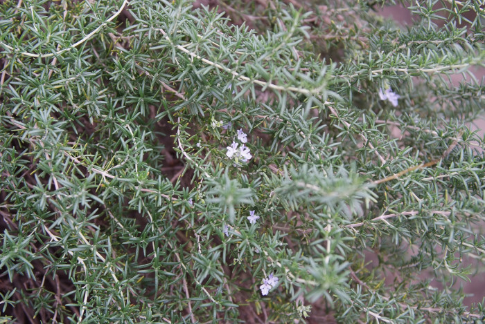 로즈마리 - Ros Marinus, Rosmarinus offcinalis