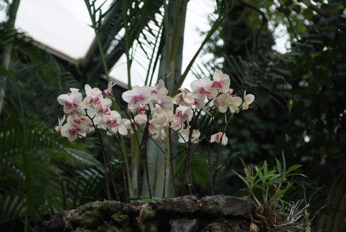 호접란 - Moth orchids, phalaenopsis