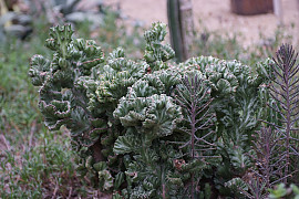 제금관 - Euphorbia lactea Variegata
