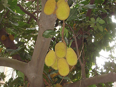 바라밀 사진 - jack fruit Photos