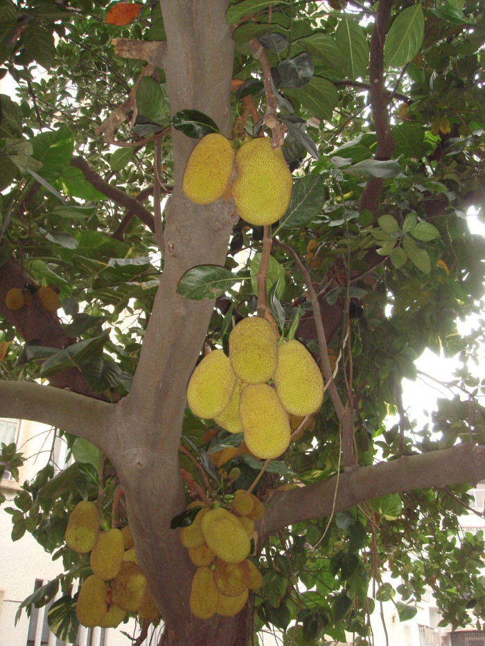 바라밀 - jack fruit