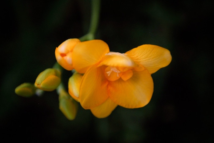 프르지아 - Freesias, Freesia refracta (Jacq.) Klatt