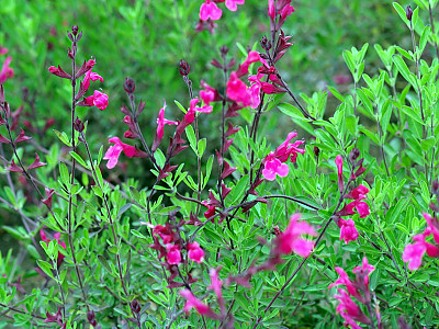 나바조세이지 사진 - Salvia greggii Photos