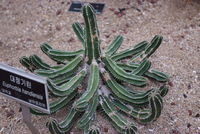대정기린 - Euphorbia handiensis