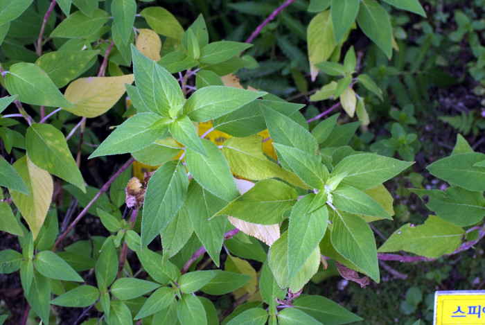 스피어민트 - Mentha Spicata