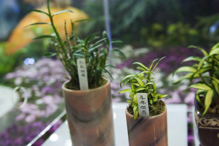 석곡 - Dendrobium, Dendrobium moniliforme (L.) Sw.