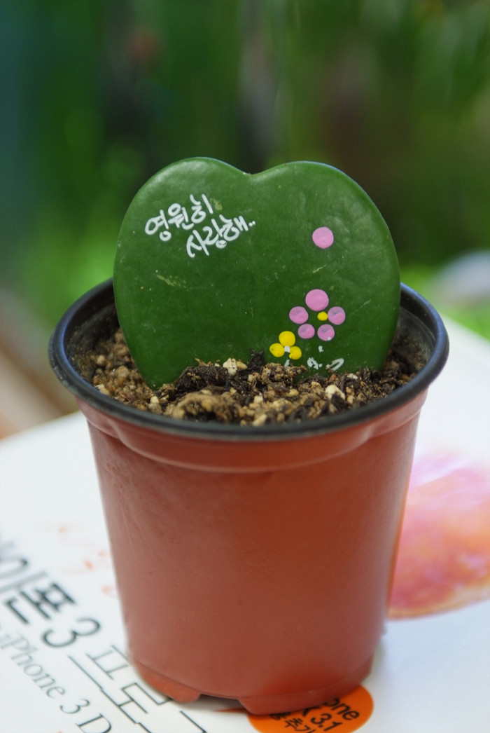샴덩굴초 - Heart hoya, Sweetheart Hoya, Valentine Hoya, Hoya kerii