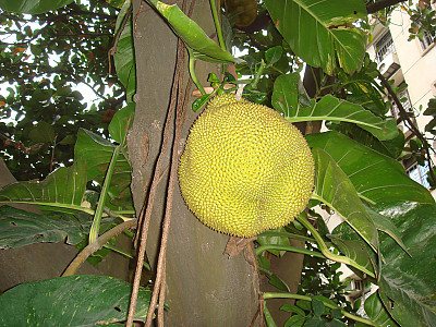 바라밀 사진 - jack fruit Photos