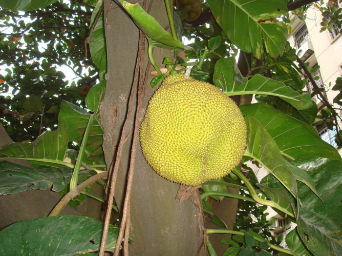 바라밀 - jack fruit