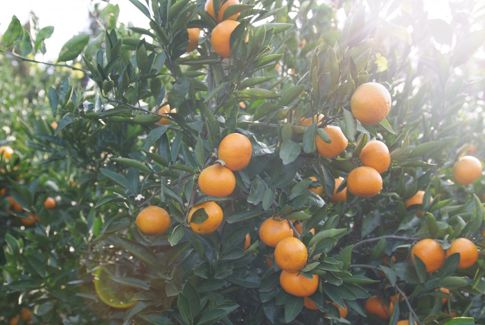 귤나무 -  , Citrus unshiu S.Marcov.