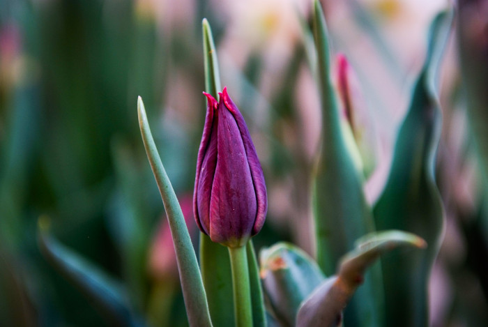 튤립 - Tulip, Tulipa gesneriana