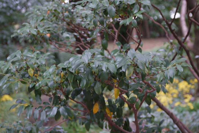 비쭈기나무 - Cleyera japonica Thunb.