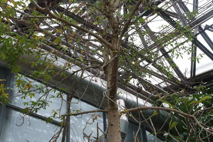 바오밥나무 - baobab tree, Adansonia digitata
