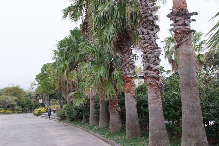워싱턴야자 - Washington palm, California Fan Palm, Washingtonia filifera