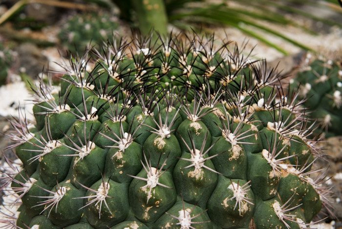 신천지 - Giant Chin Cactus, Gymnocalycium saglione