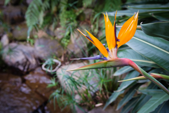 극락조화 - Bird of paradise, Strelitzia reginae