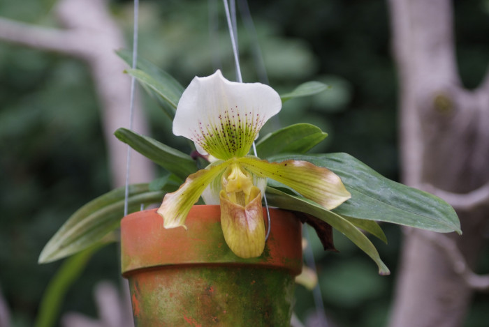 파피오페딜럼 - Papihopedilum pinochio, Paphiopedilum hybrids