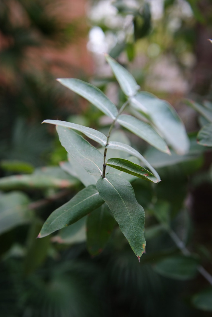 유칼립투스 - Eucalyptus, Eucalyptus globulus