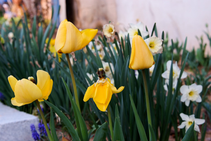 튤립 - Tulip, Tulipa gesneriana