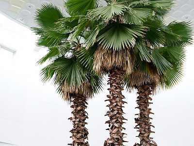 워싱턴야자 사진 - Washingtonia filifera Photos