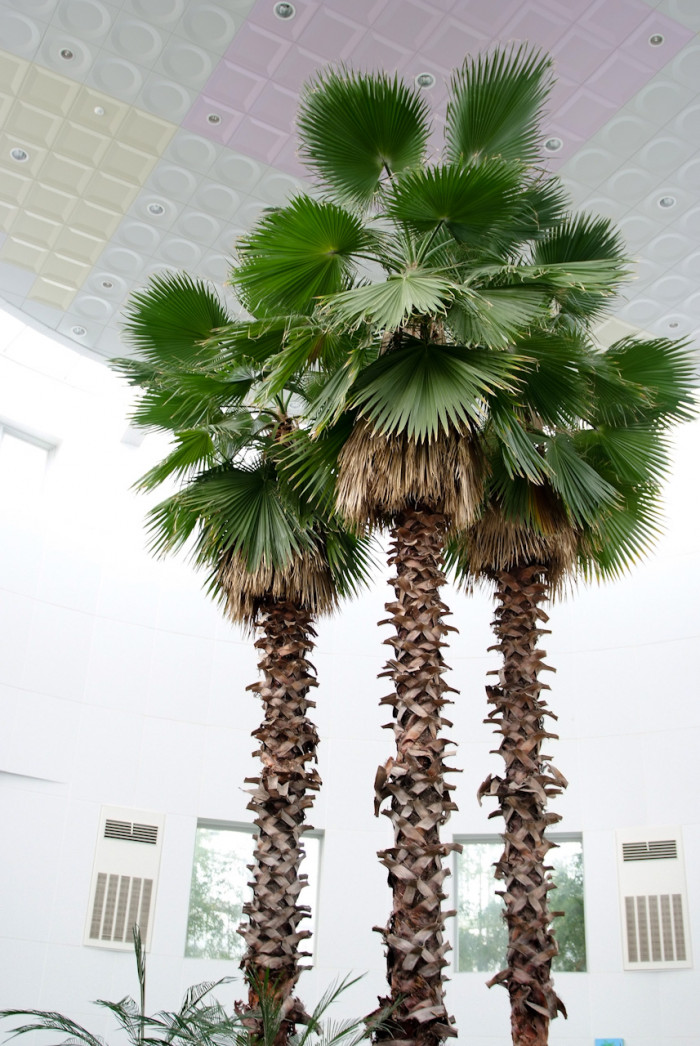 워싱턴야자 - Washington palm, California Fan Palm, Washingtonia filifera