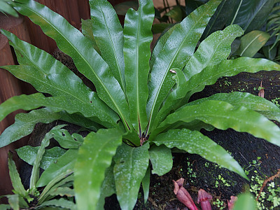 파초일엽 사진 - Asplenium antiquum Photos