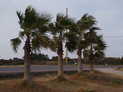 워싱턴야자 사진 - Washingtonia filifera Photos