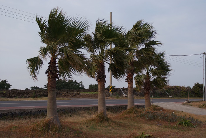 워싱턴야자 - Washington palm, California Fan Palm, Washingtonia filifera