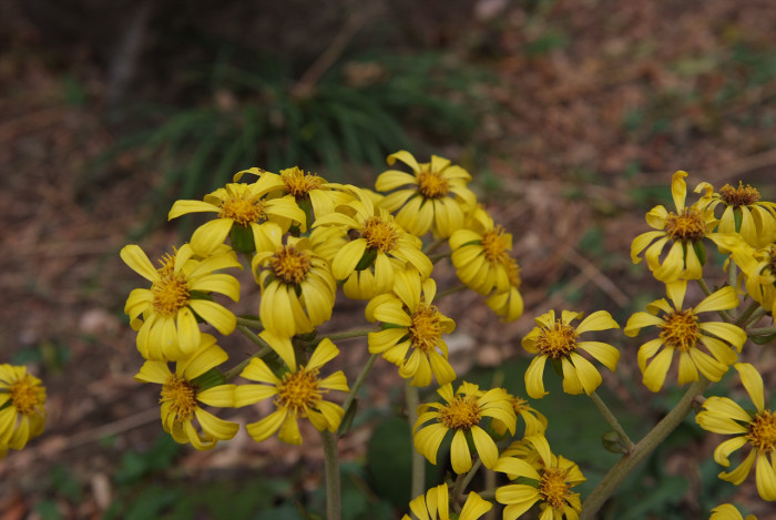 털머위 - Farfugium japonicum (L.) Kitam.